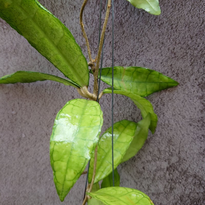 Hoya finlaysonii long leaves ホヤ フィンレイソニー ロング