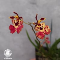 Tolumnia Jairak Rainbow Hybrid トルムニア　ジェイラック　レインボー 着生蘭 着生ラン 蘭の花 Orchid 着生植物