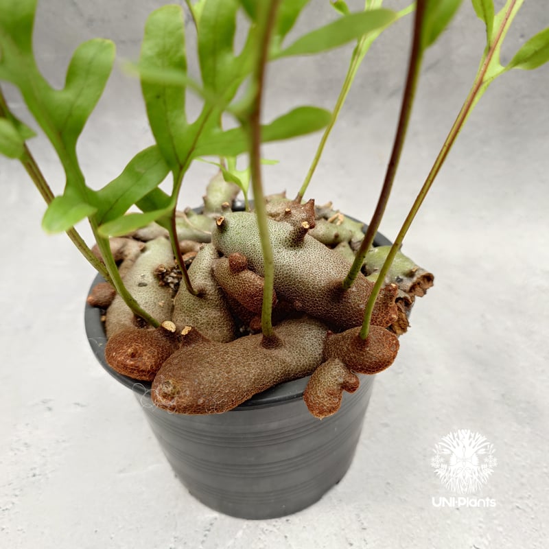 Lecanopteris crustacea narrow レカノプテリス クルスタセア ナロ