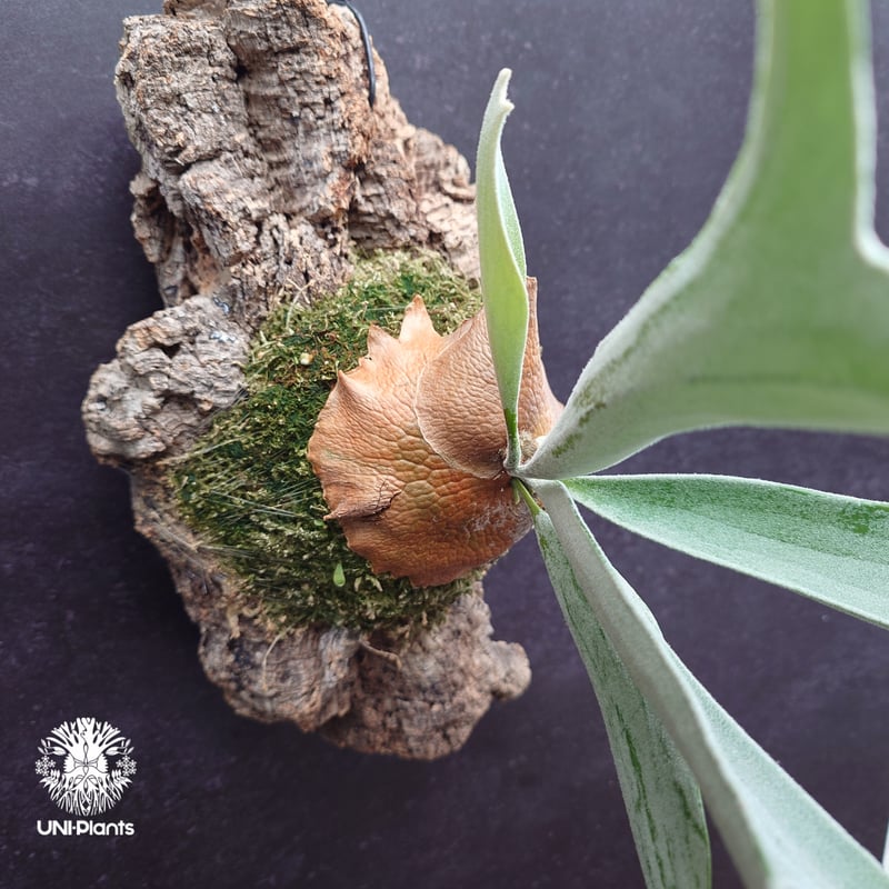 ビカクシダ ベイチー(子株) Platycerium veitchii(pup) コウモリラン