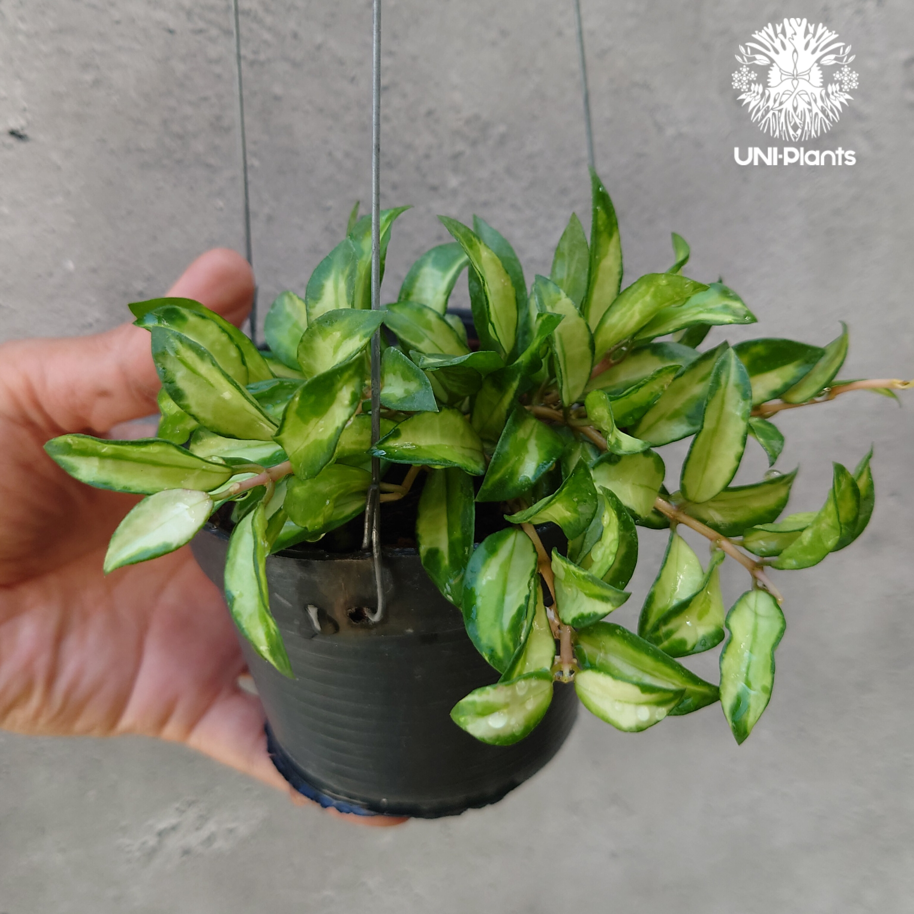 Hoya Lacunosa Bruno ホヤ ラクノーサ ブルーノ 斑入り ホヤ植物 ホヤ