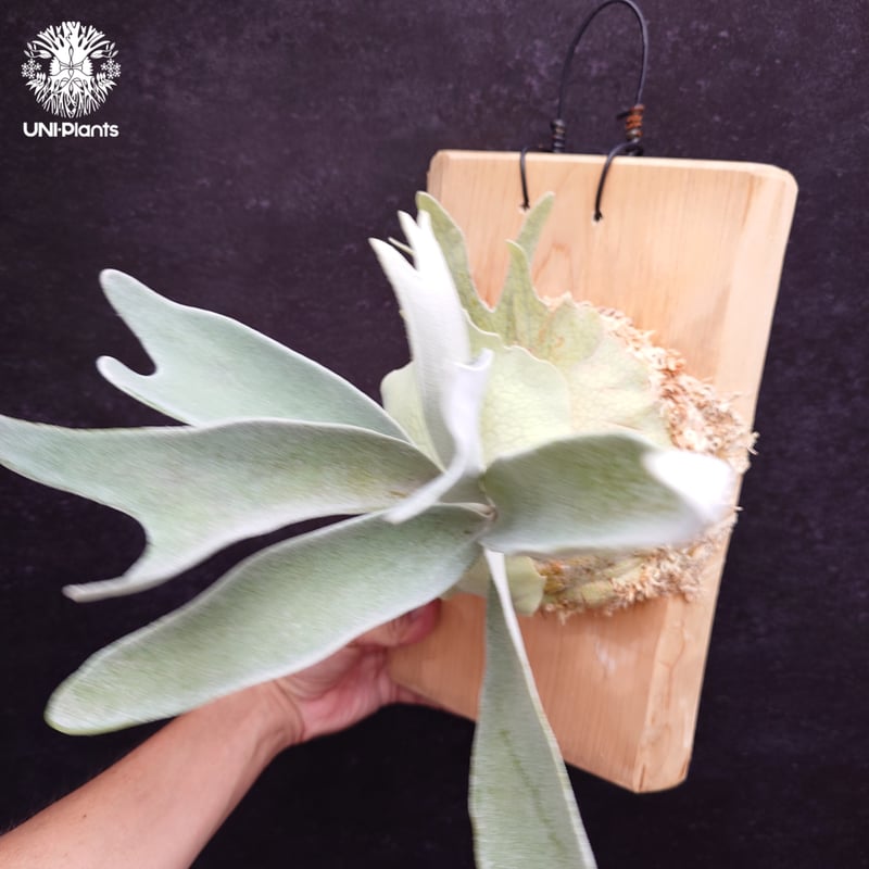 Patycerium veitchii cv. Silver frond ビカクシダ ベイチー