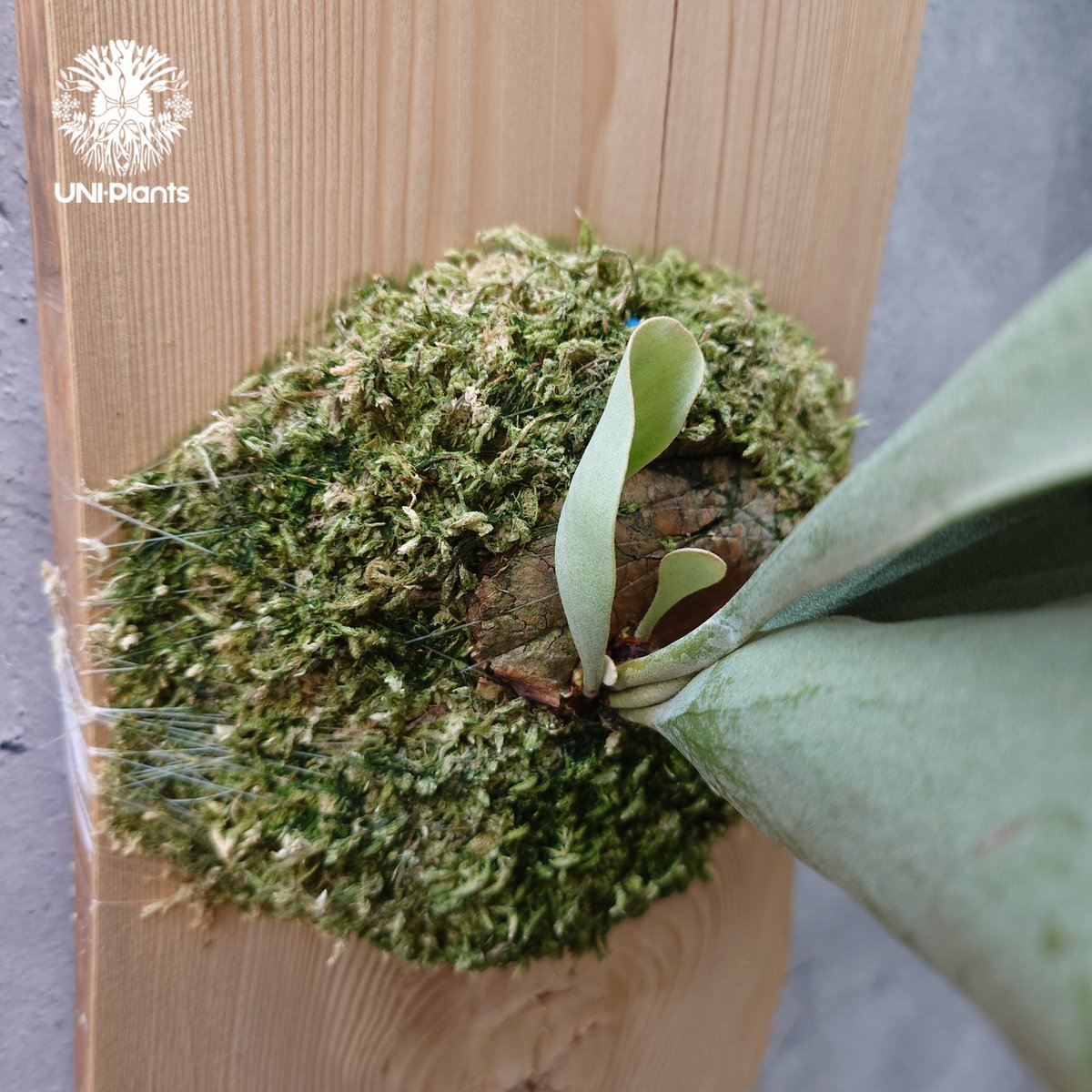 Platycerium hillii dwarf ビカクシダヒリードワーフ シダ植物