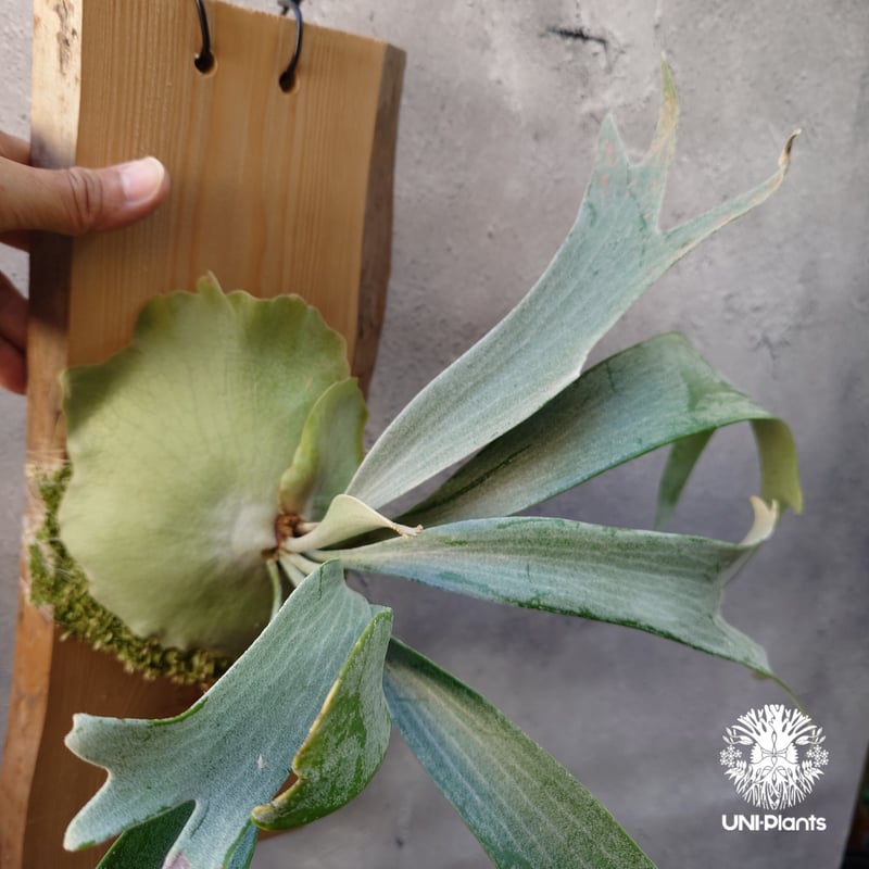 Platycerium White Wing sporeling (P.veitchii x