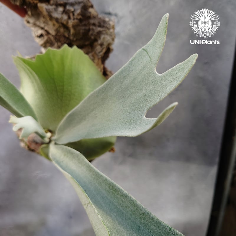 ビカクシダ ベイチー シルバーフロンド Patycerium veitchii cv