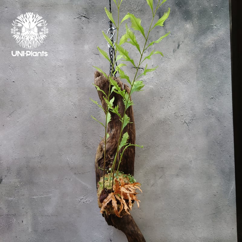 Drynaria rigidula `whitei ドリナリア·リギデュラ'ホワイティ' 流木