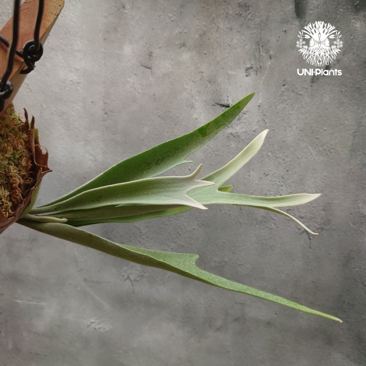 ビカクシダ ベイチー(子株) Platycerium veitchii(pup) コウモリ ビカクシダ ベイチー(子株) Platycerium veitchii(pup) コウモリ