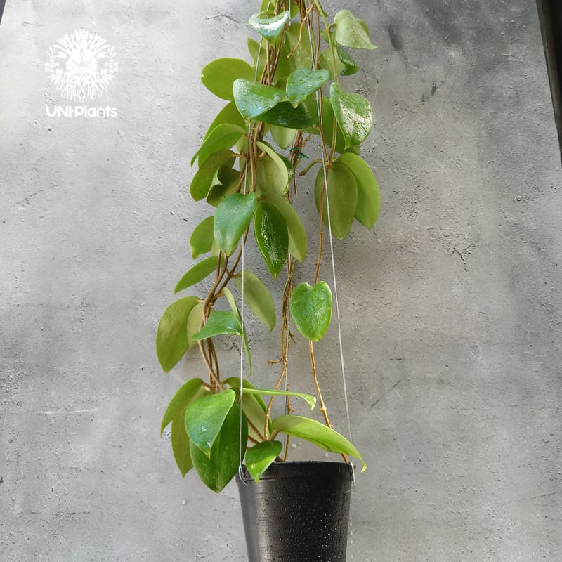 ホヤ アルドリッチ Hoya aldrichii ホヤ植物 サクララン Hoyaplants