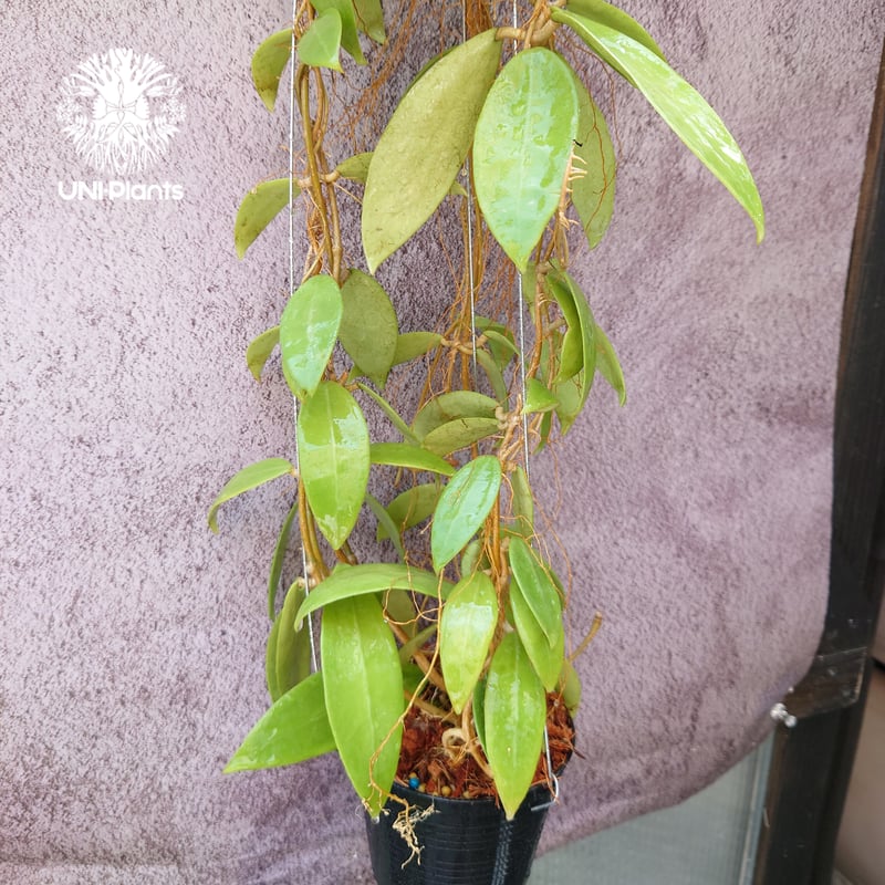 花座いっぱい! Hoya Parasitica lite pink ホヤ パラシティカ