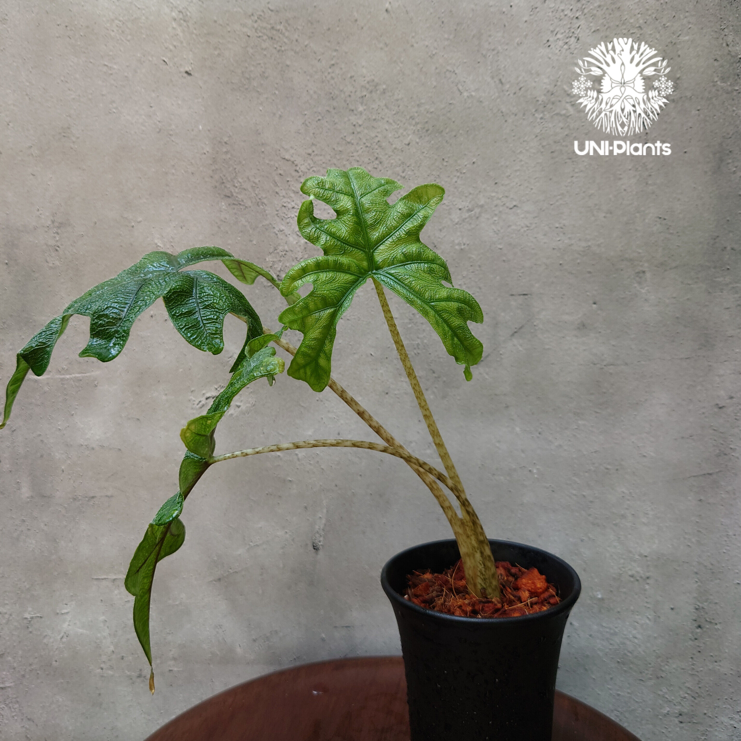 観葉植物 大株 アロカシア ジャクリン ジャックリン Alocasia jacklyn アロカシア ジャクリン アロカシアジャックリン 観葉