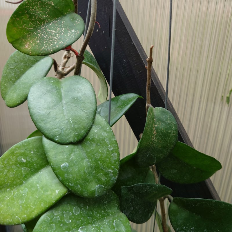 珍種　ホヤ　メデューサ Hoya Medusa サクララン 珍種 ホヤ メデューサ Hoya Medusa サクララン - メルカリ