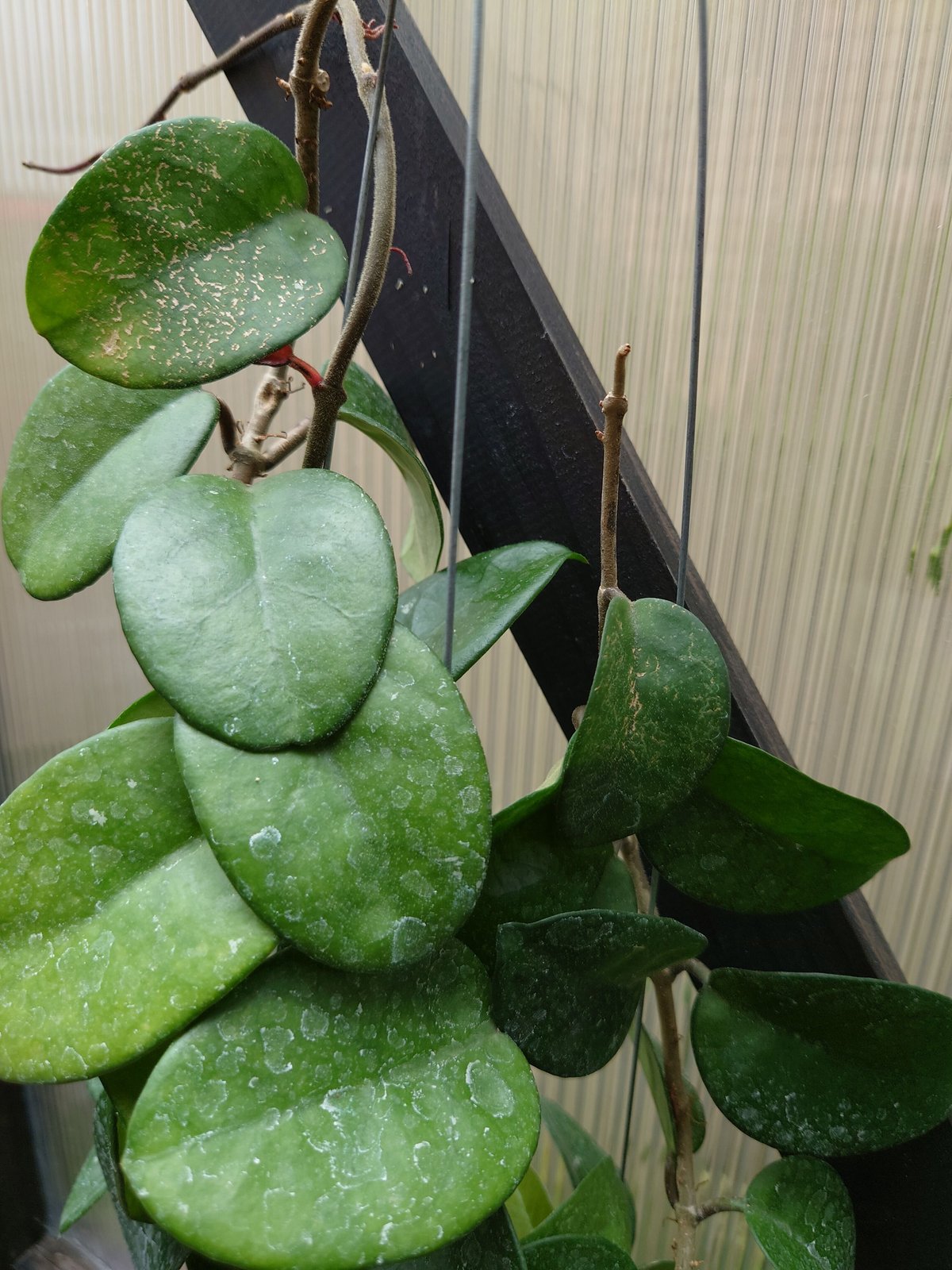 ホヤ カルノーサ クリンクル8 サクララン ホヤ植物 植物 珍奇