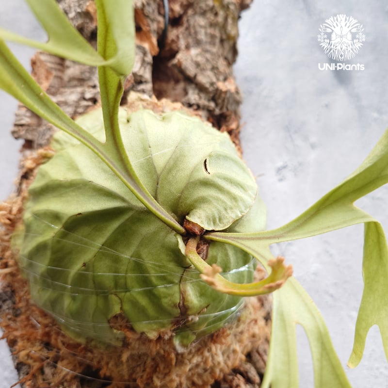 ショウイチ　ビカクシダ　P. ridleyi Pakarang Platycerium ridleyi Pakarang ビカクシダ リドレイ パカラン