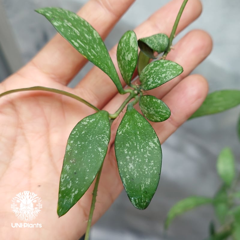 限定1株入荷 Hoya Parviflora splash ホヤ パルビフローラ スプラッシ
