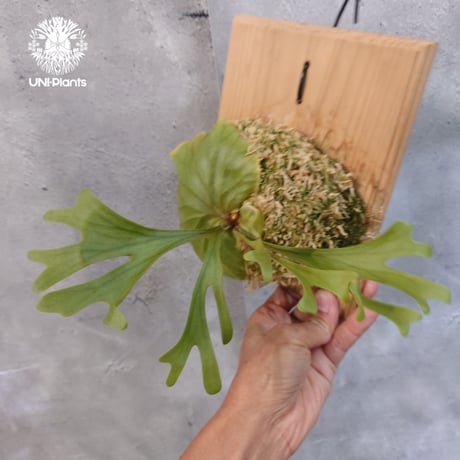 【国内繁殖株・一点物】Platycerium ridleyi | ビカクシダ リドレイ｜ビカクシダ原種｜Platycerium