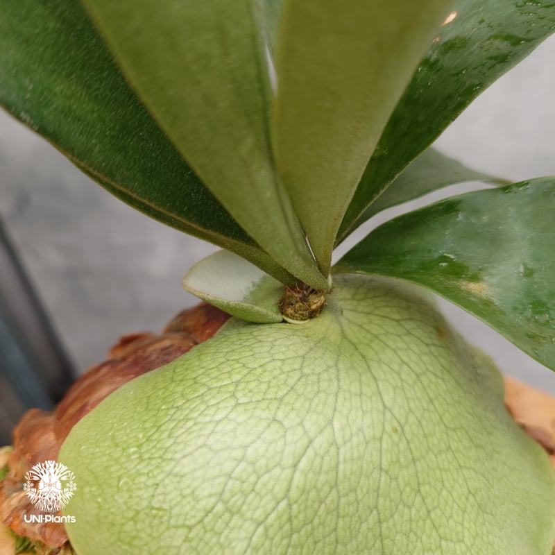 国内繁殖株・一点物】ビカクシダ バレーン｜希少株｜Platycerium