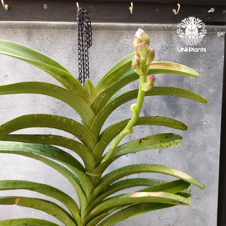 洋蘭　バンダ　2株 バンダ 洋蘭 Vanda orchid 大株 ラン 蘭 花が綺麗な洋ラン | UNI