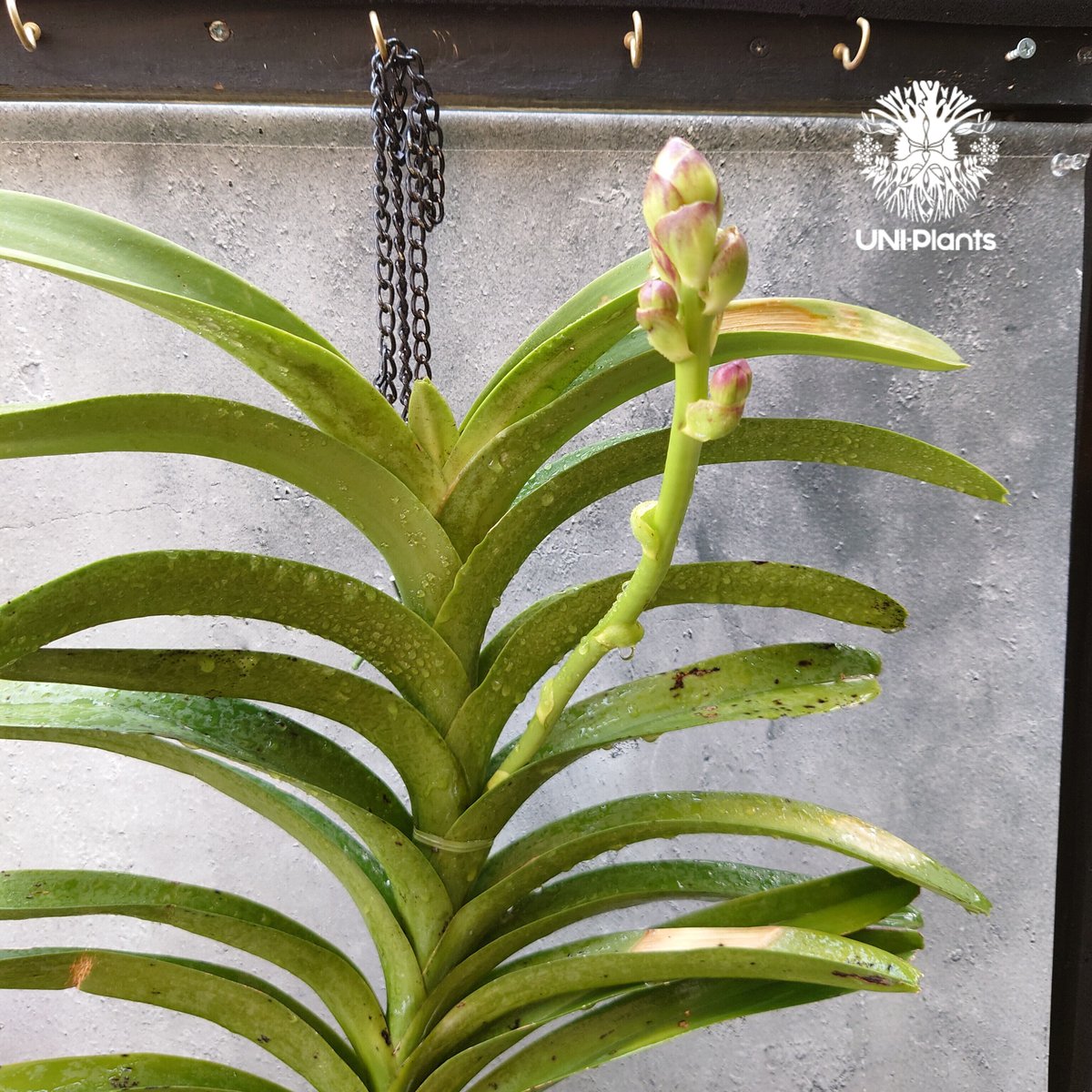 開花間近 バンダ 洋蘭 Vanda orchid 大株 ラン 蘭 花が綺麗な洋ラン