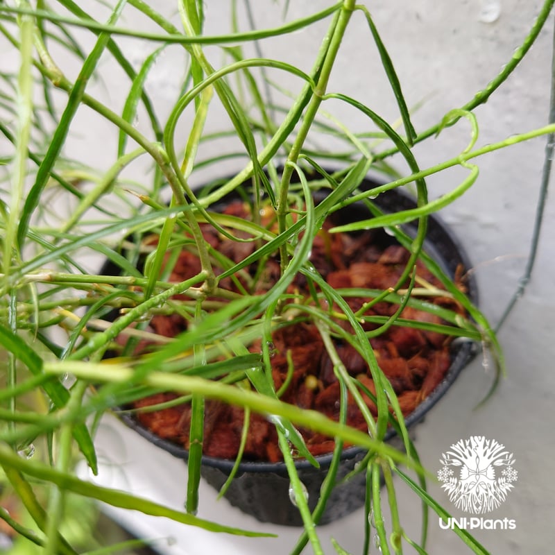 Hoya stenophylla ホヤ ステノフィラ 希少 ホヤ植物 ホヤの花