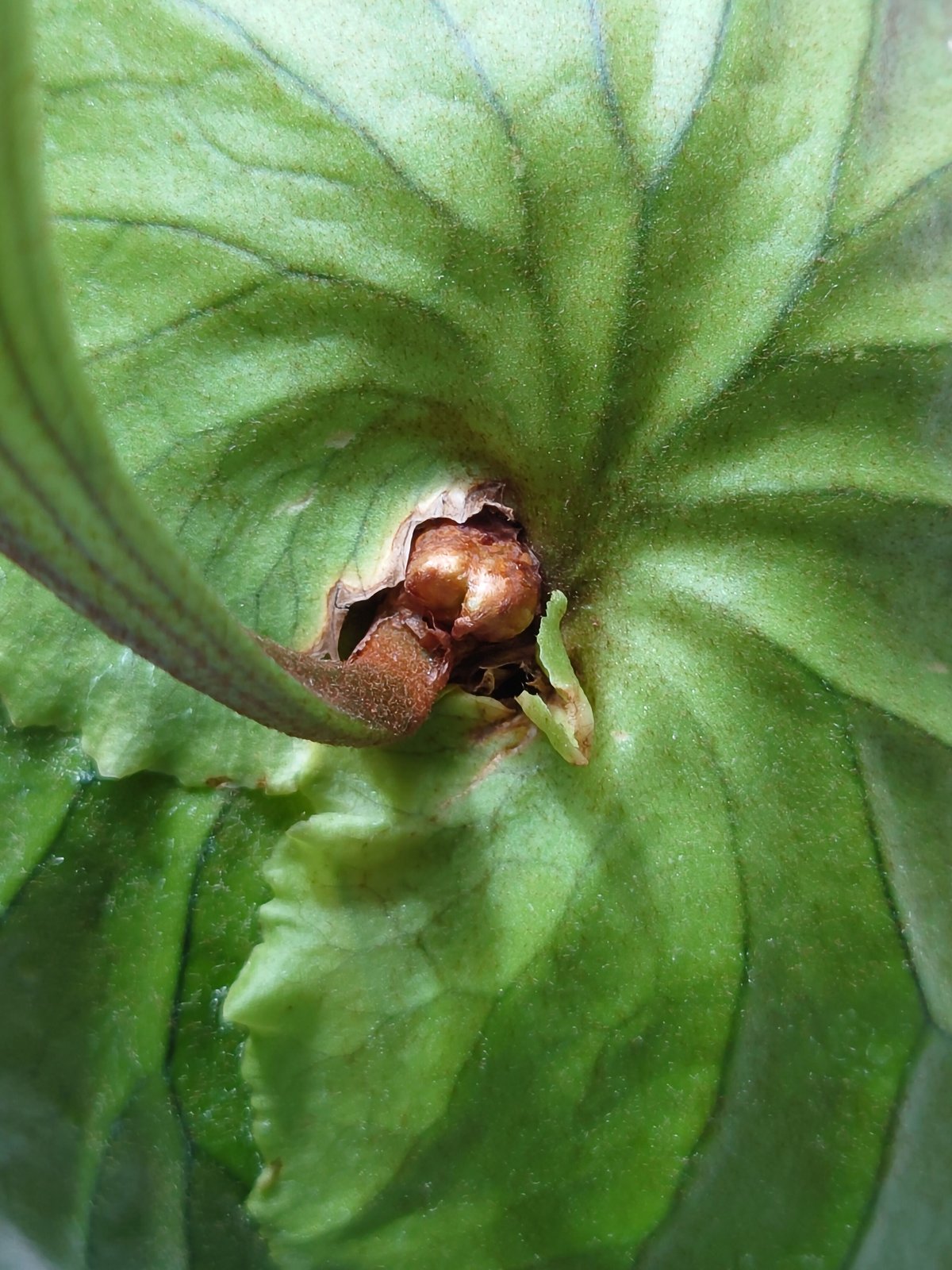 ビカクシダ キッチャクード Platycerium mt.kitshakood コウモリラン