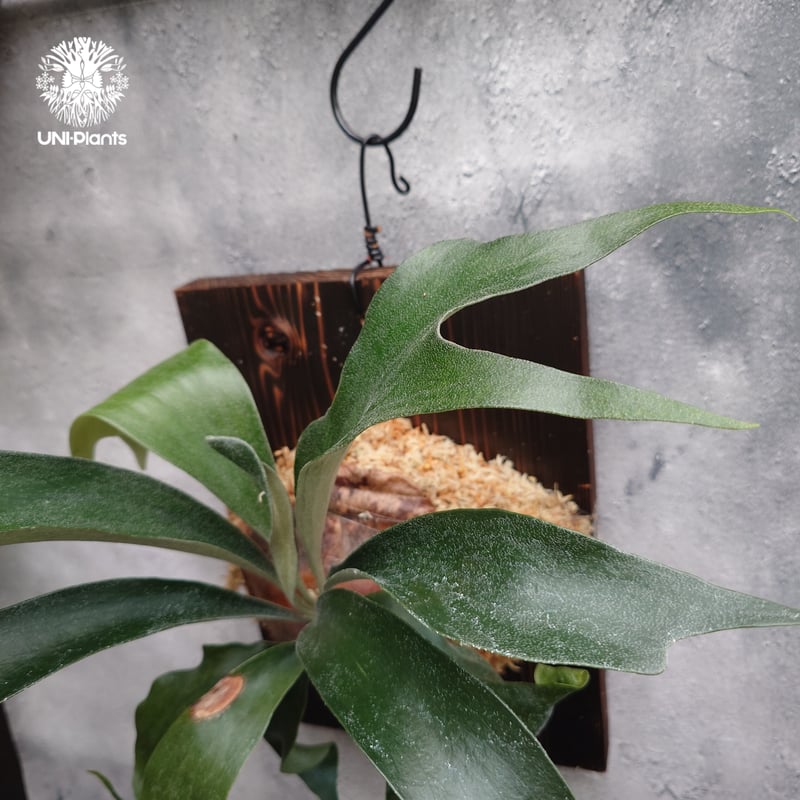 Platycerium sp.(spore) ビカクシダ 品種不明 ビカクシダ子株 シダ植物