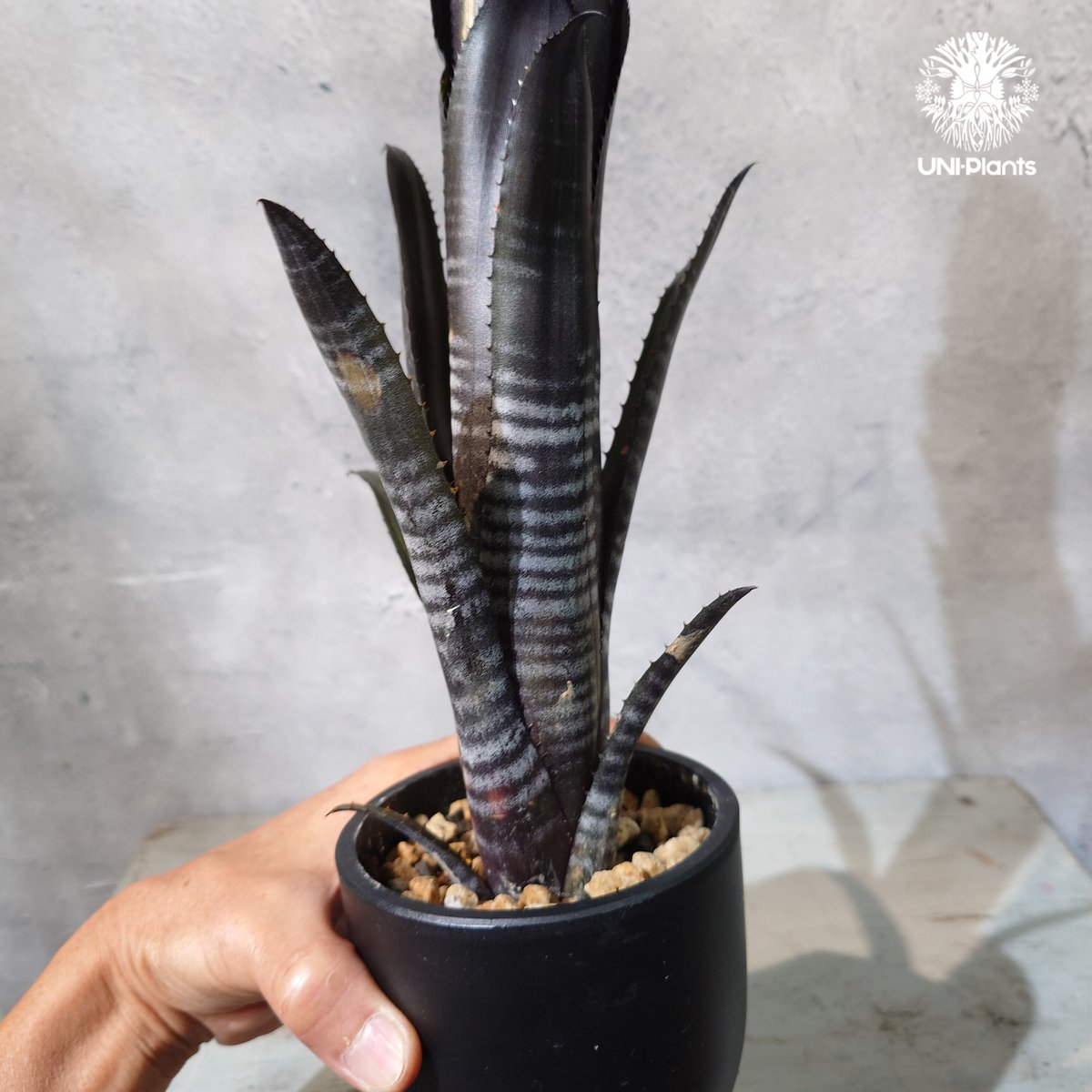 国内繁殖株・一点物】Billbergia Darth Vader ｜ビルベルギア