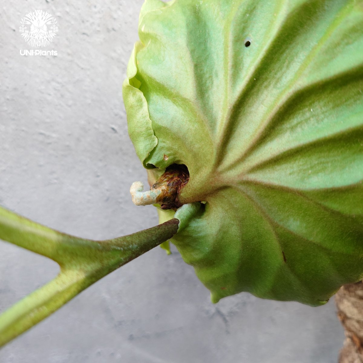 ビカクシダ リドレイ コルクチューブ着生 Platycerium Ridleyi