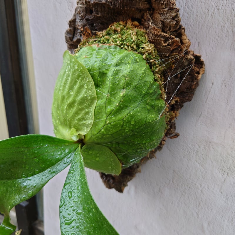 ビカクシダ　ホーンズサプライズ大株　Horne's Surprise OC株 ビカクシダ ホーンズ サプライズ P.'Horne's Surprise' コウモリ