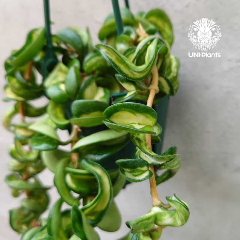 Hoya carnosa compacta variegated ホヤ カルノーサ コンパクタ