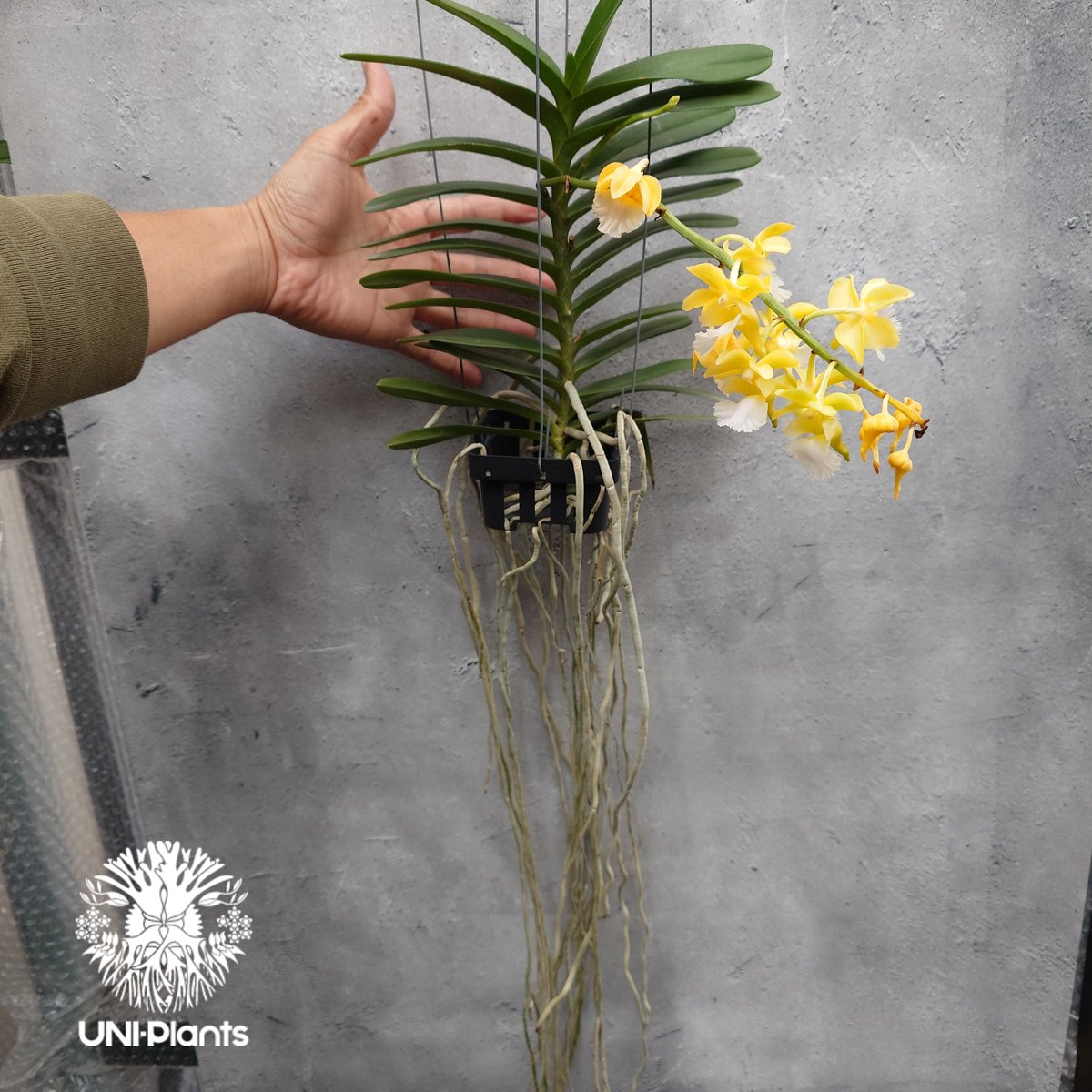 Aeridovanda Kasorn's Orchid Tactic 着生蘭 着生ラン 蘭の花