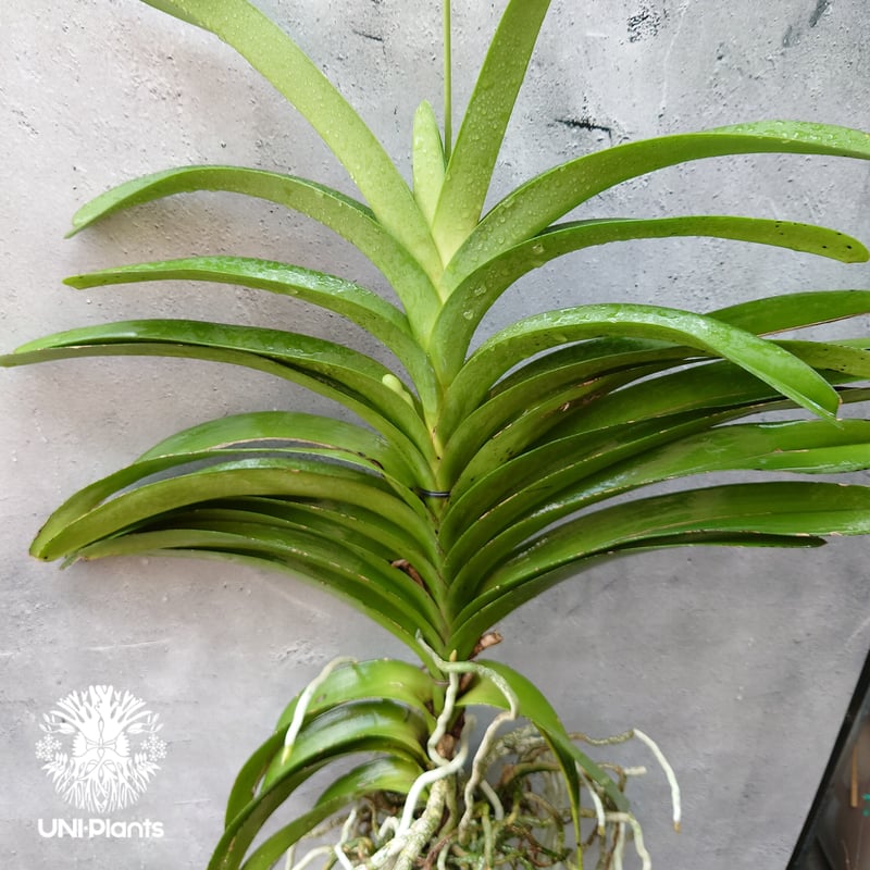 開花間近 バンダ 洋蘭 Vanda orchid 大株 ラン 蘭 花が綺麗な洋ラン