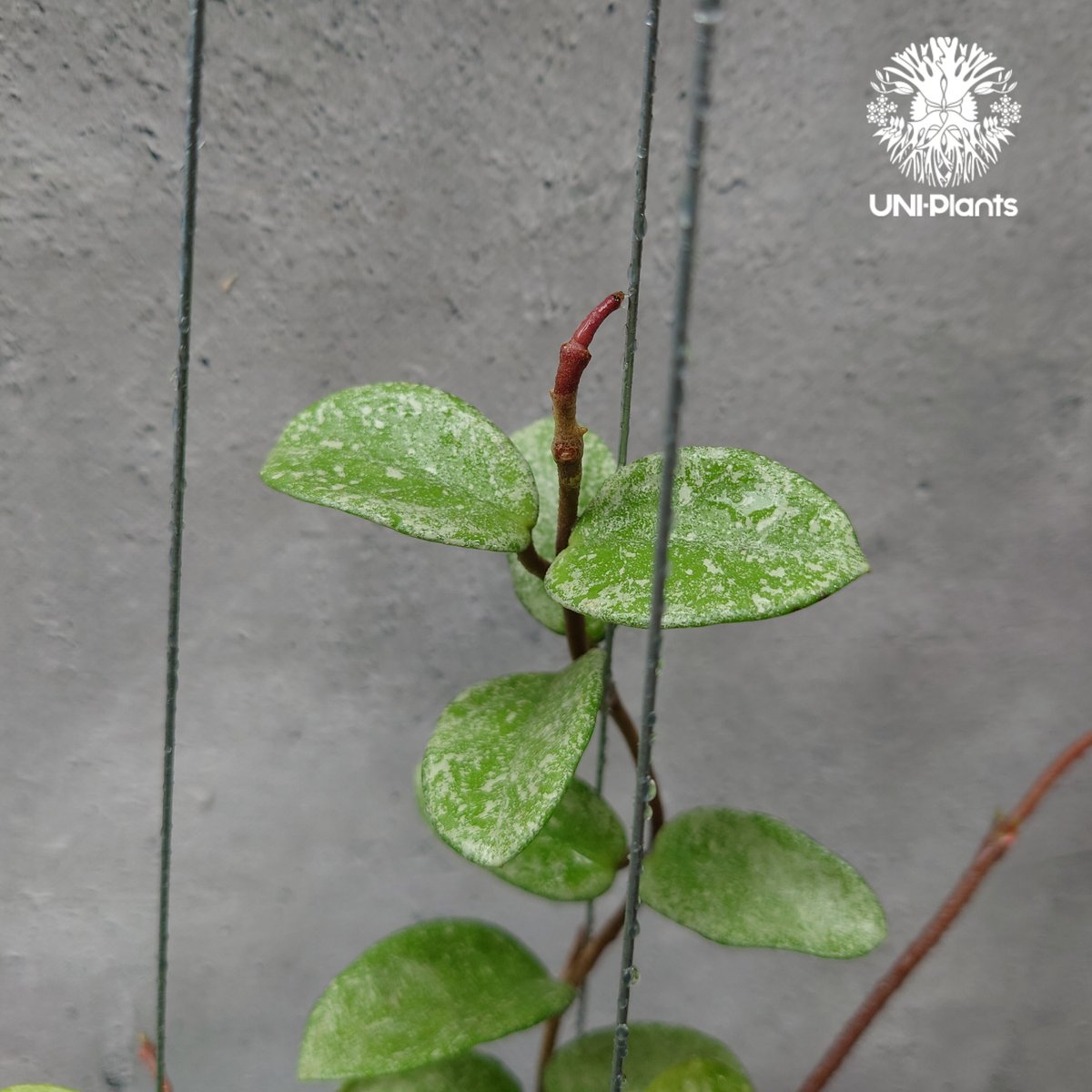 Hoya Carnosa Nova Ghost ホヤ カルノーサ ノバ ゴースト ホヤ Hoya Carnosa Nova Ghost ホヤ カルノーサ ノバ ゴースト ホヤ