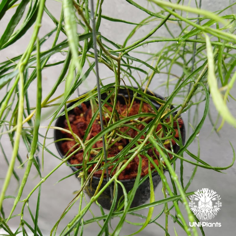 Hoya stenophylla ホヤ ステノフィラ 希少 ホヤ植物 ホヤの花
