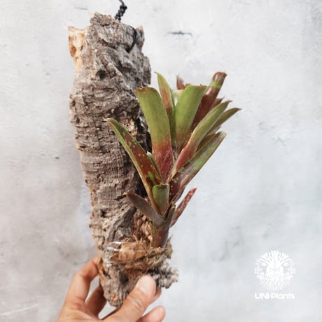 【タイ直輸入・一点物】Neoregelia  'Ruby Throat' | ネオレゲリア ルビースロート |Neoregelia｜着生アレンジ｜タンクブロメリア | Tank bromeliad
