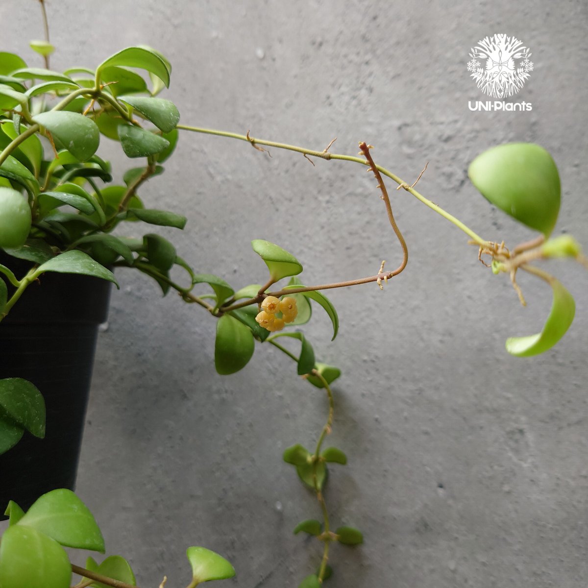 開花中。ホヤ サクララン ヘウスケリアナ イエロー ホヤ植物 植物 珍奇植物 珍奇 珍しい 希...