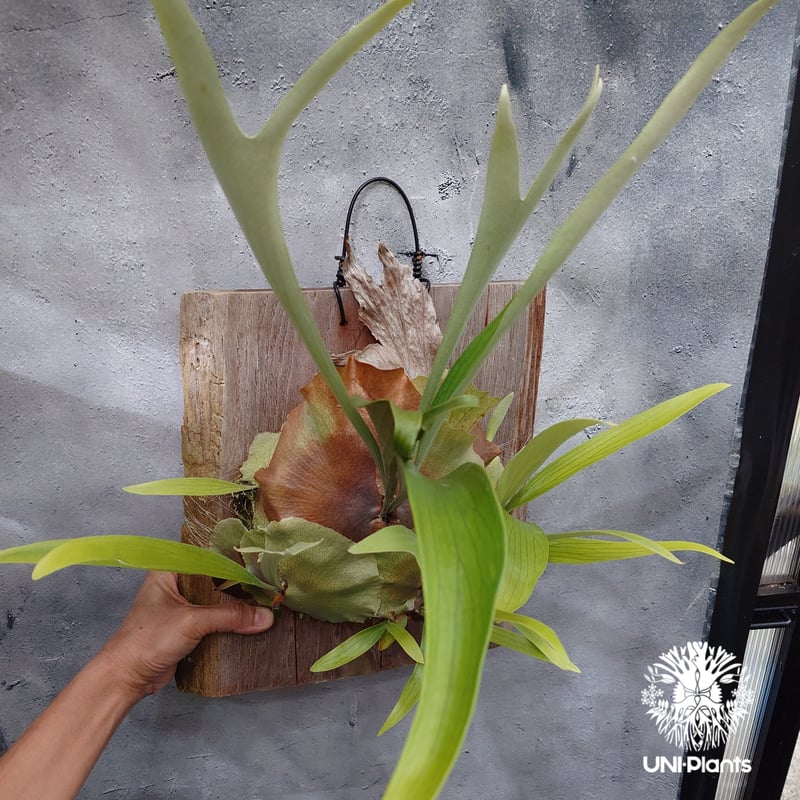 Platycerium sp.(pup) ビカクシダ 品種不明 ビカクシダ子株 シダ植物