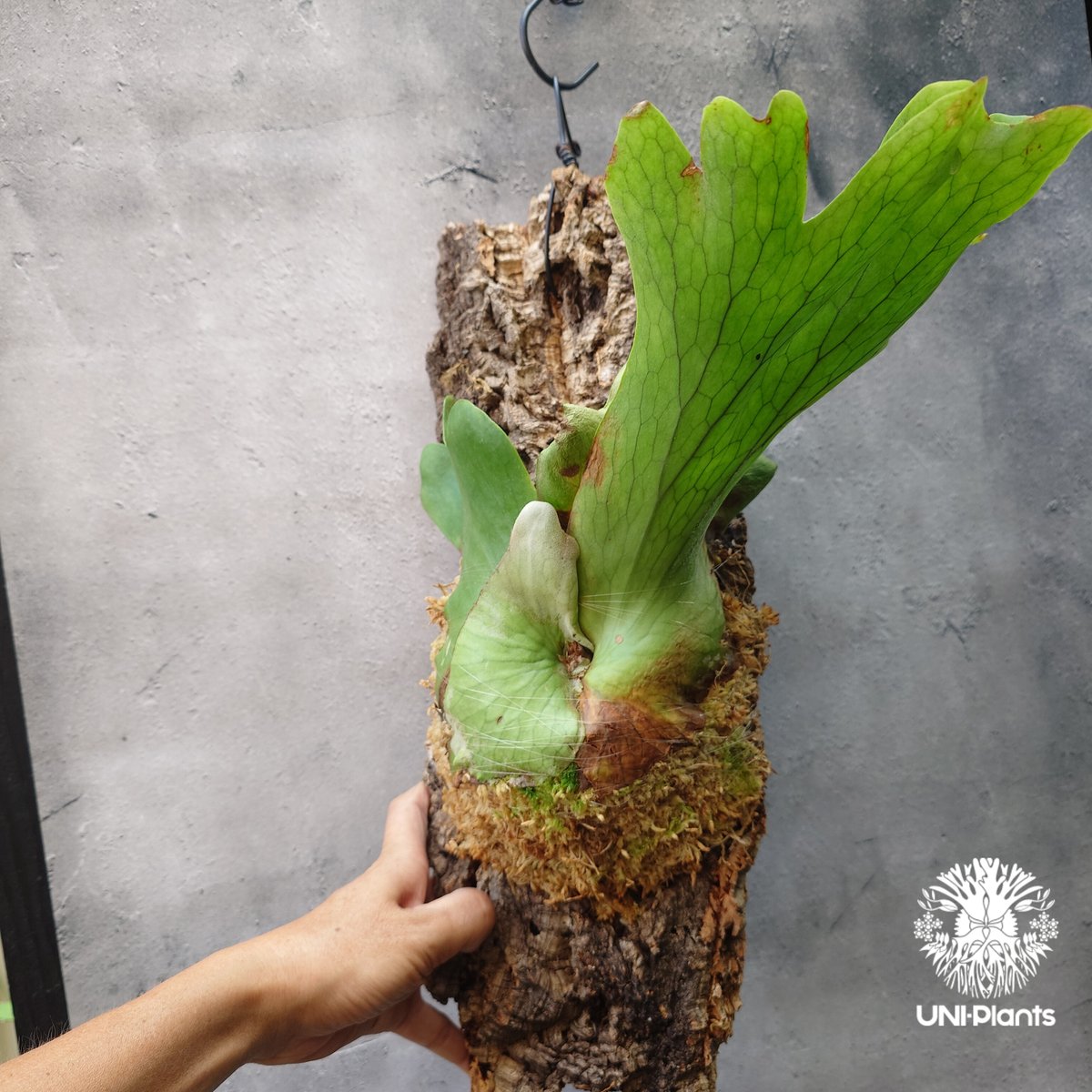 ビカクシダ ホルタミー Platycerium holttumii ビカクシダ原種 Plat