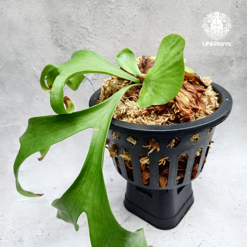 ビカクシダ コロナリウム Platycerium coronarium ' Lesasha ' ビカクシダ コロナリウム