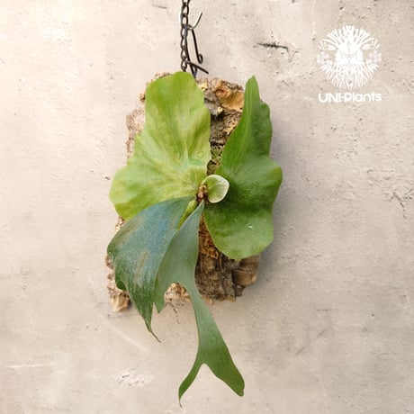 ビカクシダステマリア | STORES