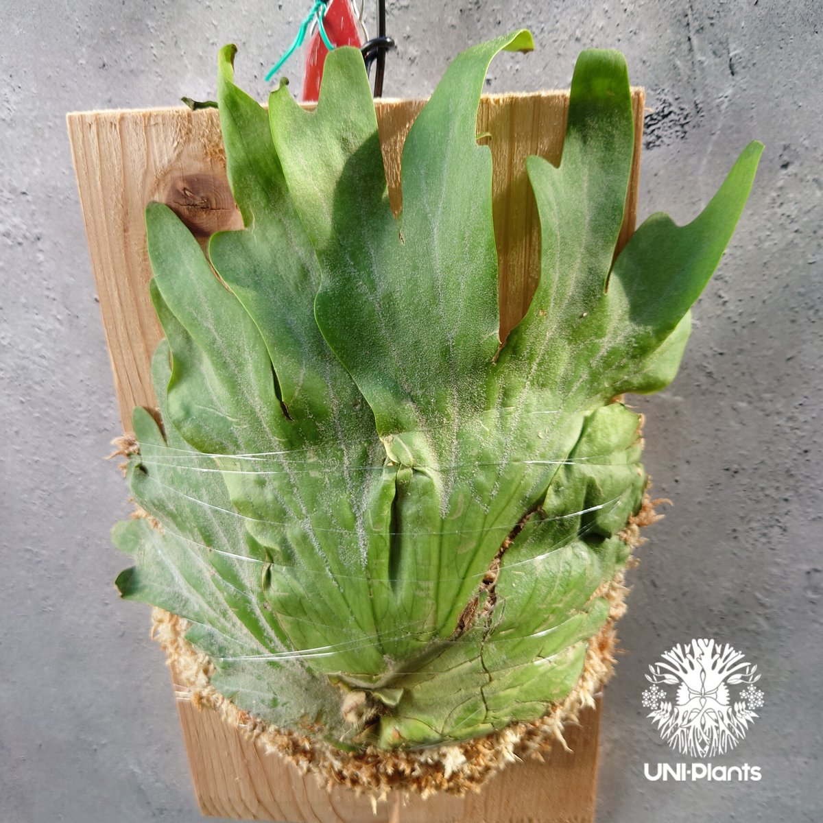 初入荷! ビカクシダ ワリチー Platycerium wallichii コウモリ