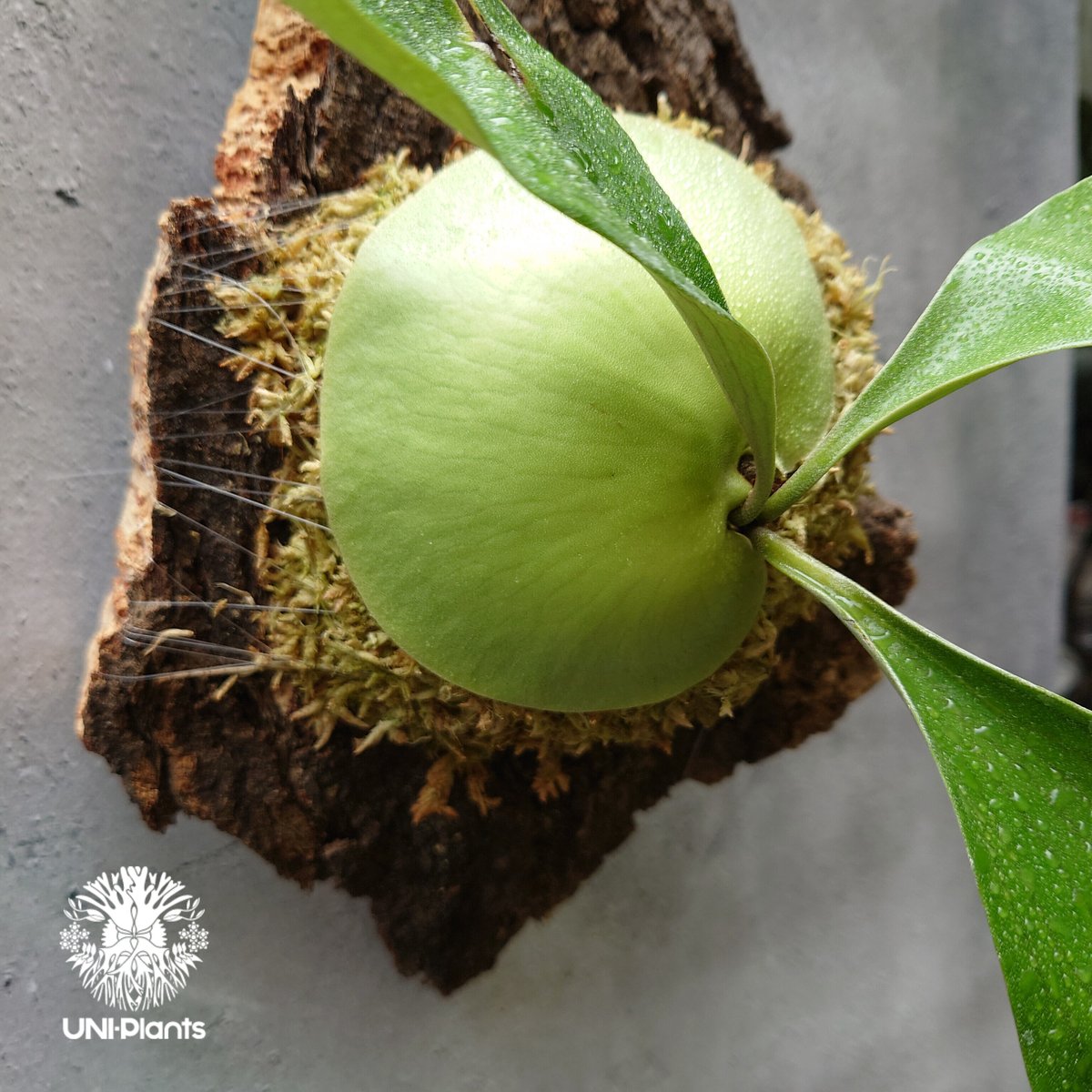ビカクシダ エリシー Platycerium ellisii コウモリラン ビカクシダ エリシー Platycerium ellisii コウモリラン