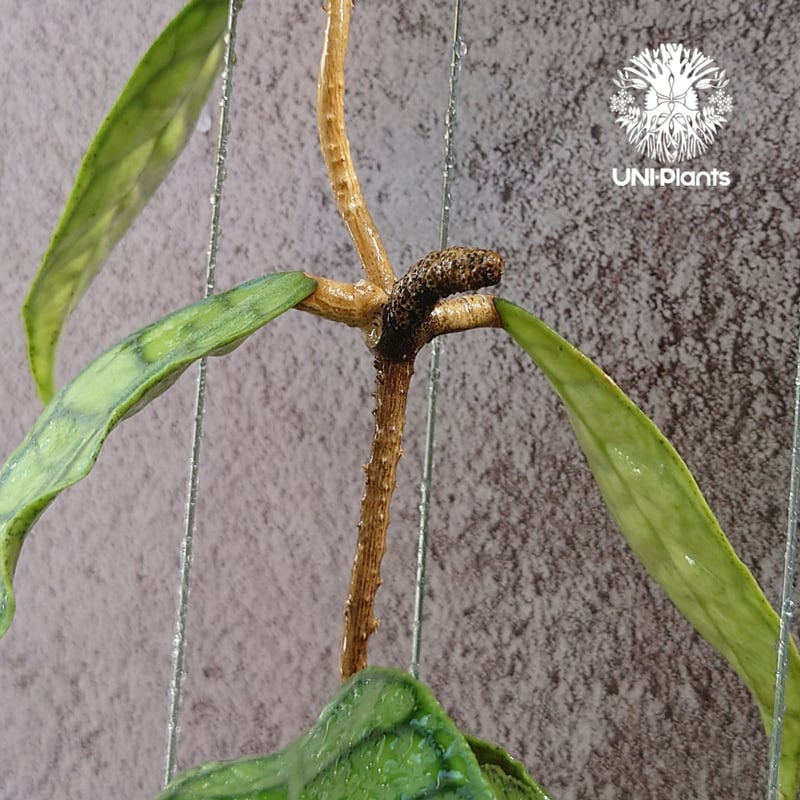花座付き! Hoya Callistophylla short leaves ホヤ カリストフ