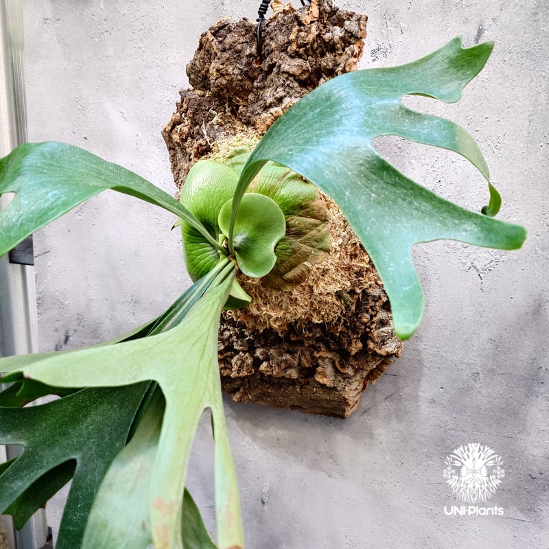 Platycerium Moose(P.hillii × P.alcicorne) ビカクシダ