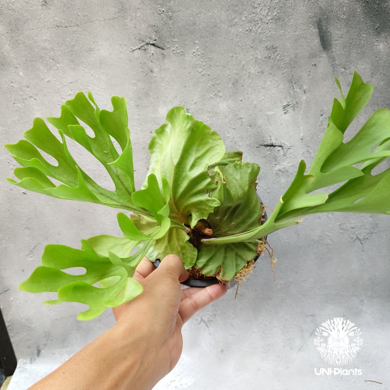 ビカクシダ リドレイ Platycerium Ridleyi コウモリラン ビカクシダ