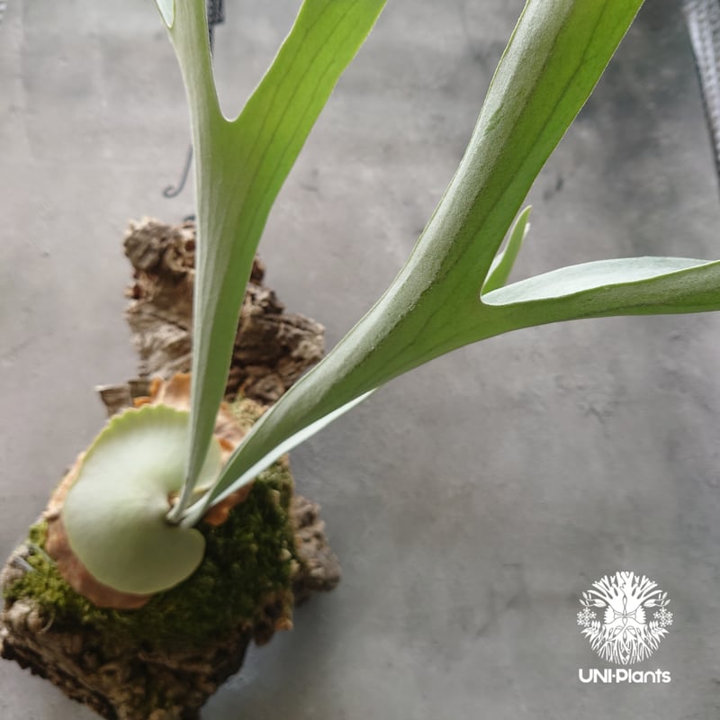 ビカクシダ ベイチー シルバーフロンド Patycerium veitchii cv