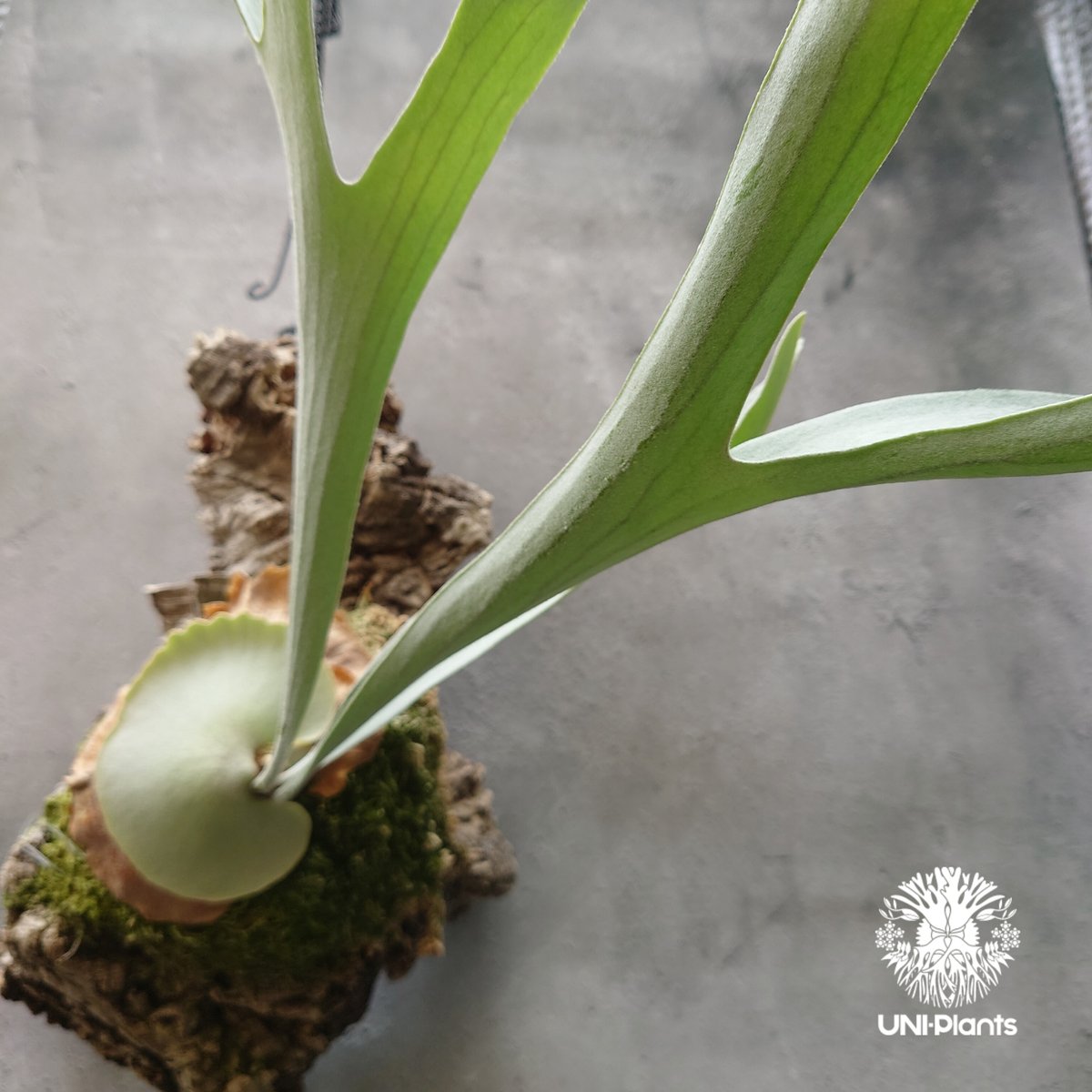 ビカクシダ ベイチー シルバーフロンド Patycerium veitchii cv