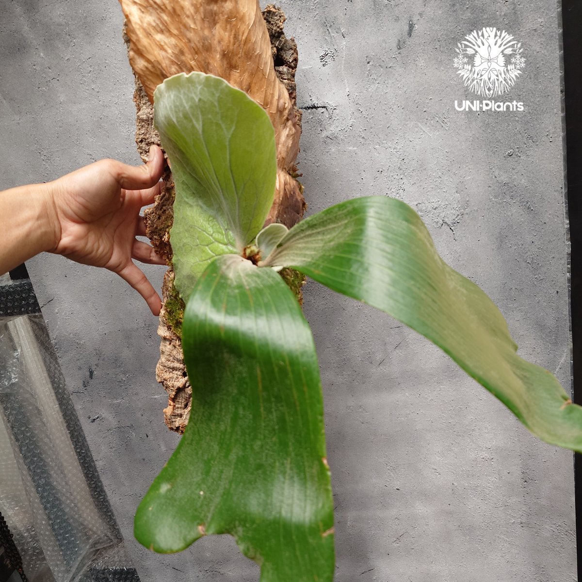 Platycerium elemaria (P.elephantotis x P.andinu