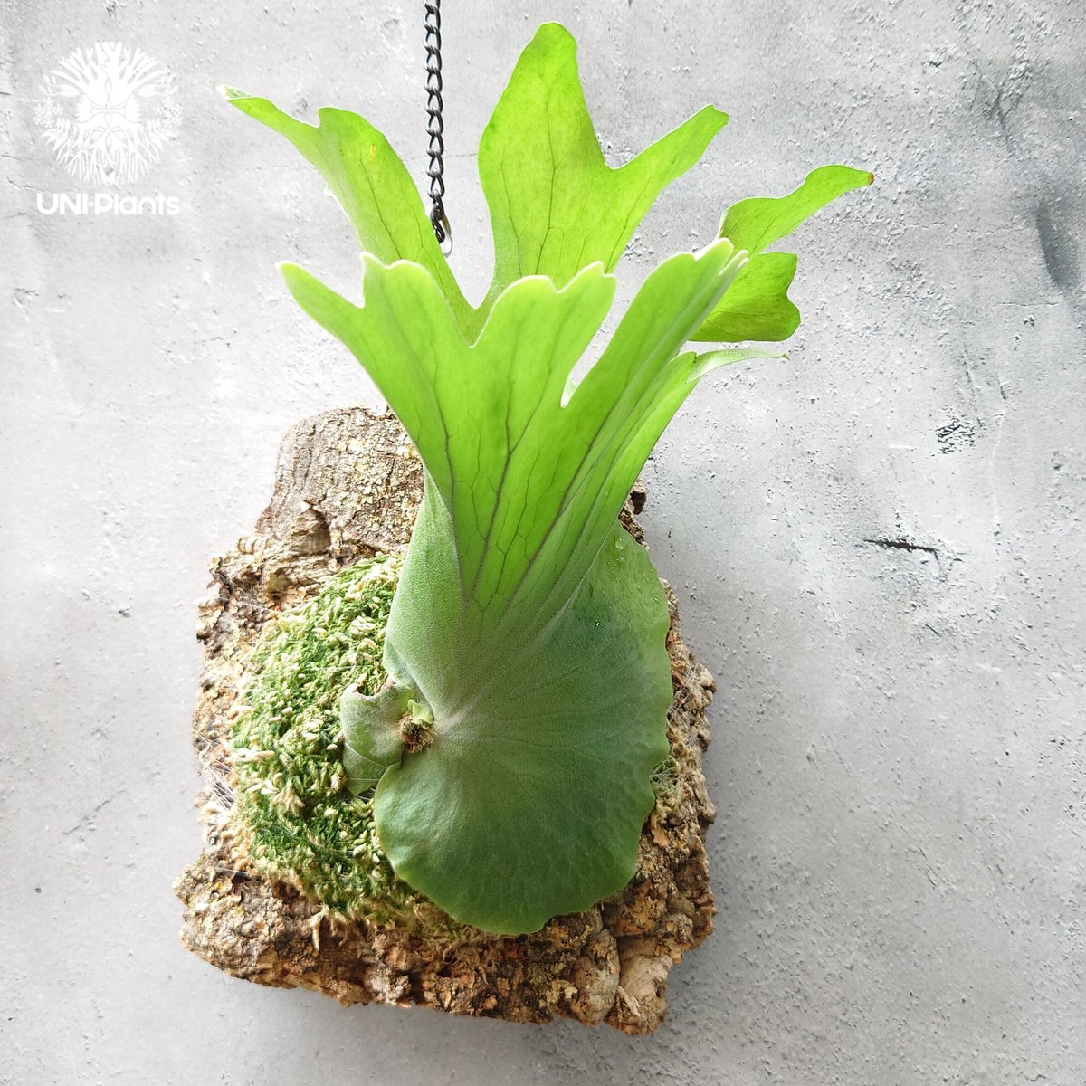 初入荷! ビカクシダ ワリチー Platycerium wallichii コウモリラン ビ...