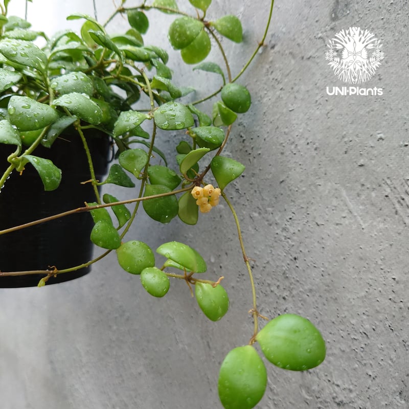 ホヤ サクララン ヘウスケリアナ イエロー Hoya heuschkeliana yellow