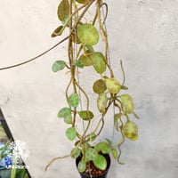 Hoya Carnosa Nova Ghost ホヤ カルノーサ ノバ ゴースト ホヤ Hoya Carnosa Nova Ghost ホヤ カルノーサ ノバ ゴースト ホヤ